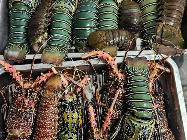 Fresh Solomon Islands Crayfish