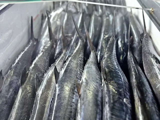 Fresh Pelagic King Fish