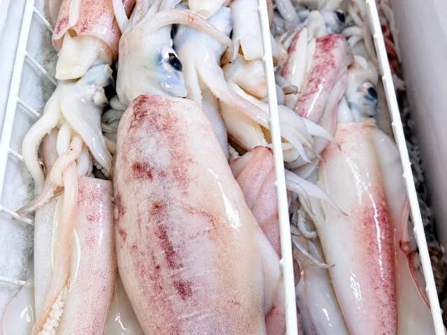 Fresh squid at Prime Fresh Solomon