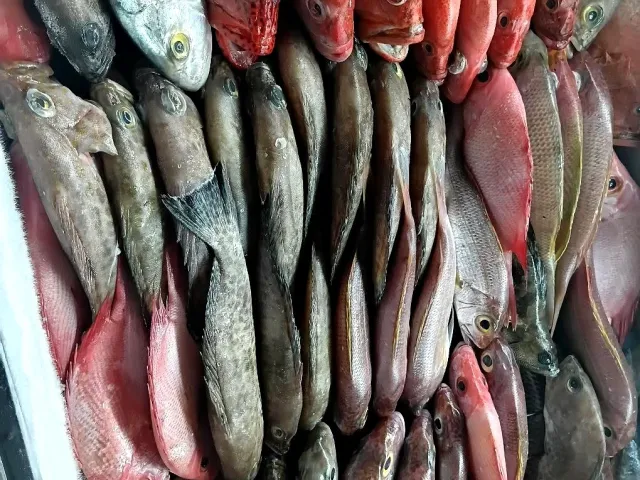 Fresh Reef Fish