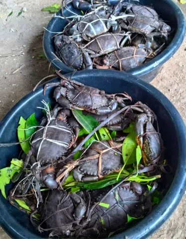 Fresh Mud Crab