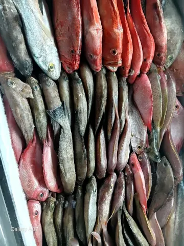 Fresh Reef Fish