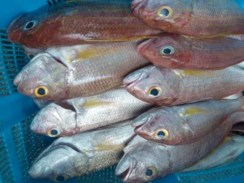 Fresh Red Snapper