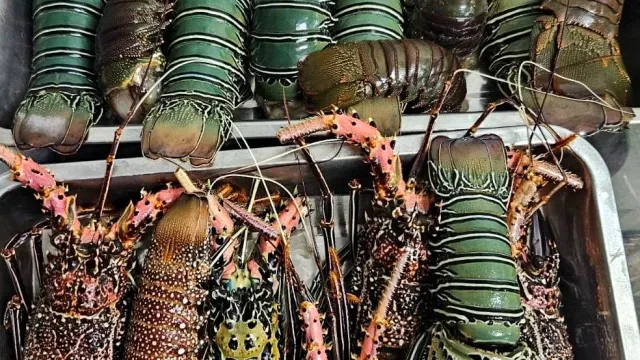 Fresh Crayfish