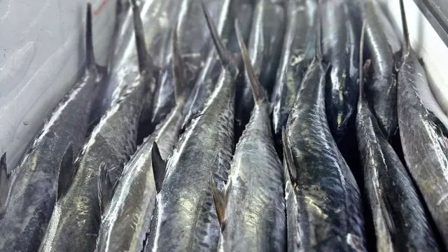 Fresh King Fish