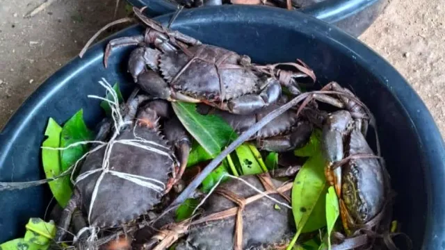 Fresh Mud Crab