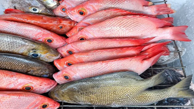 Fresh Red Emperor fish at Prime Fresh Solomon