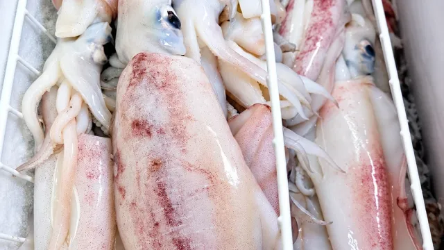 Fresh squid at Prime Fresh Solomon