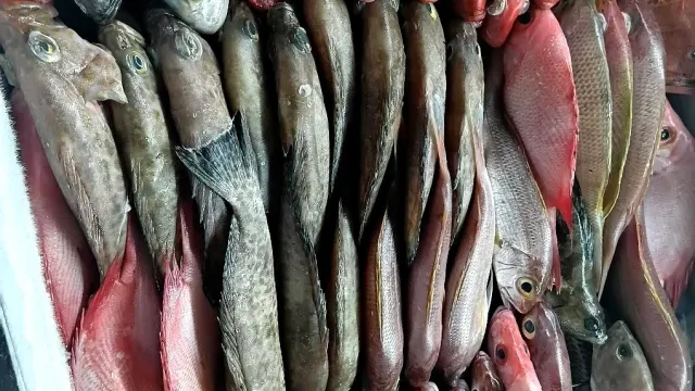 Fresh Reef Fish