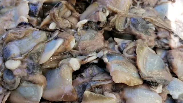 Fresh local shellfish at Prime Fresh Solomon