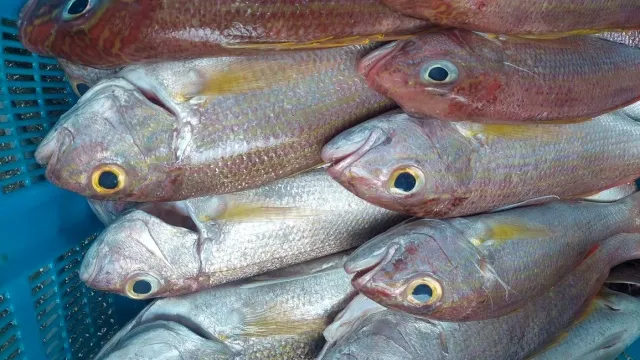 Fresh Red Snapper
